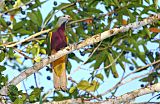 Wompoo Fruit-Dove